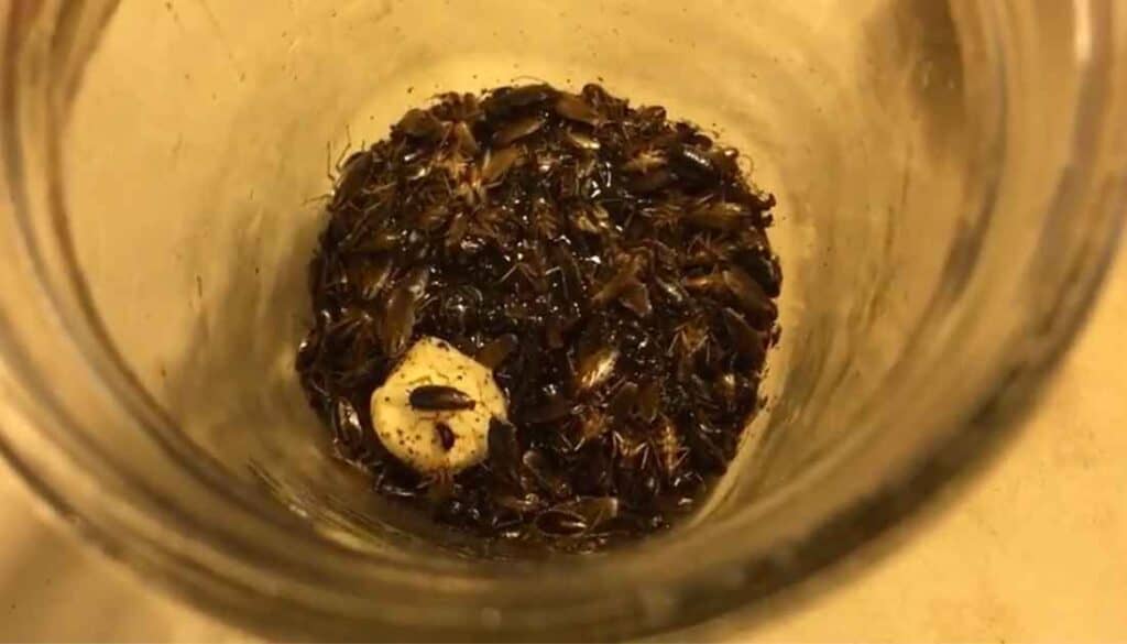 Cockroach in a jar trap