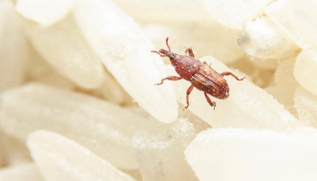 What Causes Pantry Pests? Where Do They Come From?