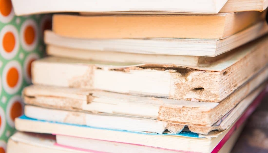 How To Get Rid Of Termites In Books 5 Easy Steps