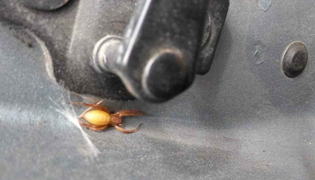 How To Get Rid Of Spiders In Your Car In 8 Steps