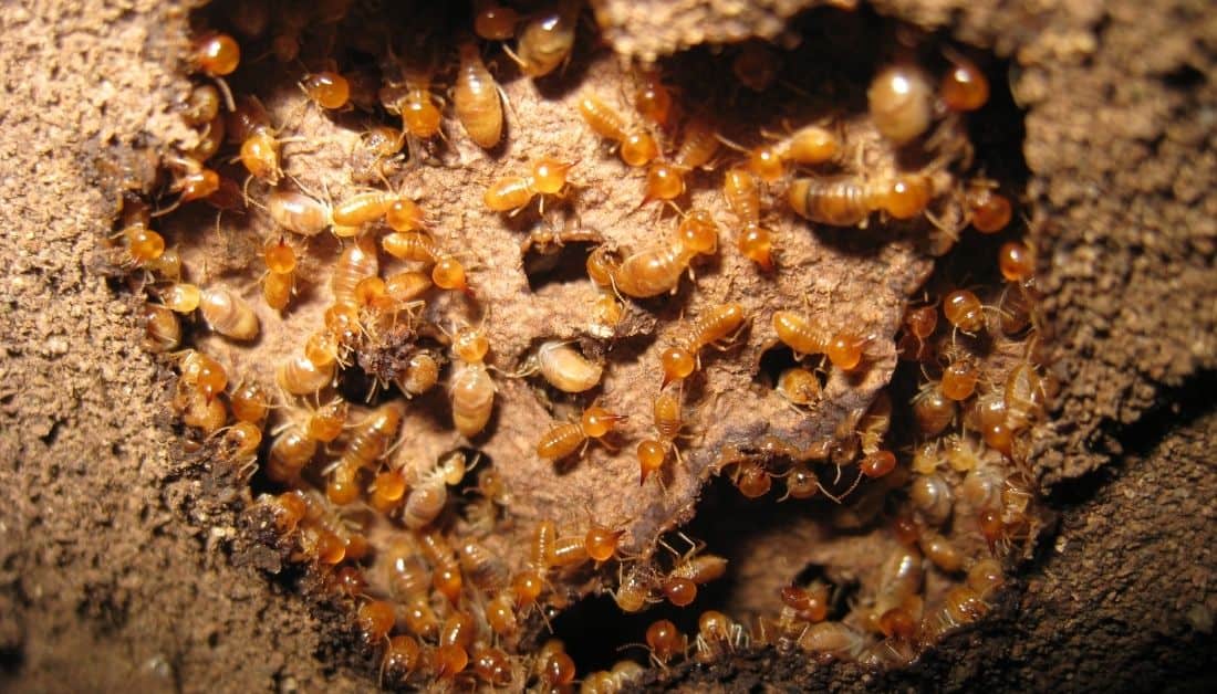 Powderpost Beetles Vs. Termites A Layman's Ultimate Guide