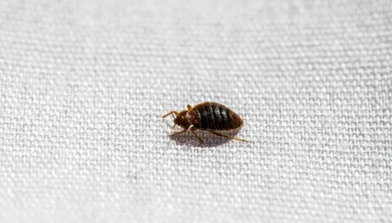 What Is A Swallow Bug 5 Differences Between Bed Bugs And Swallow Bugs