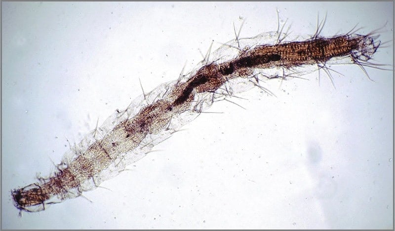 flea larva