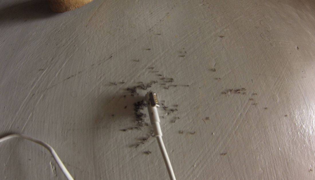 3 Easy Ways To Get Rid Of Ants In Laptop At Home