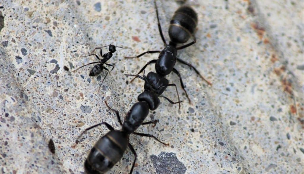 why-am-i-finding-dead-carpenter-ants-picture-of-carpenter