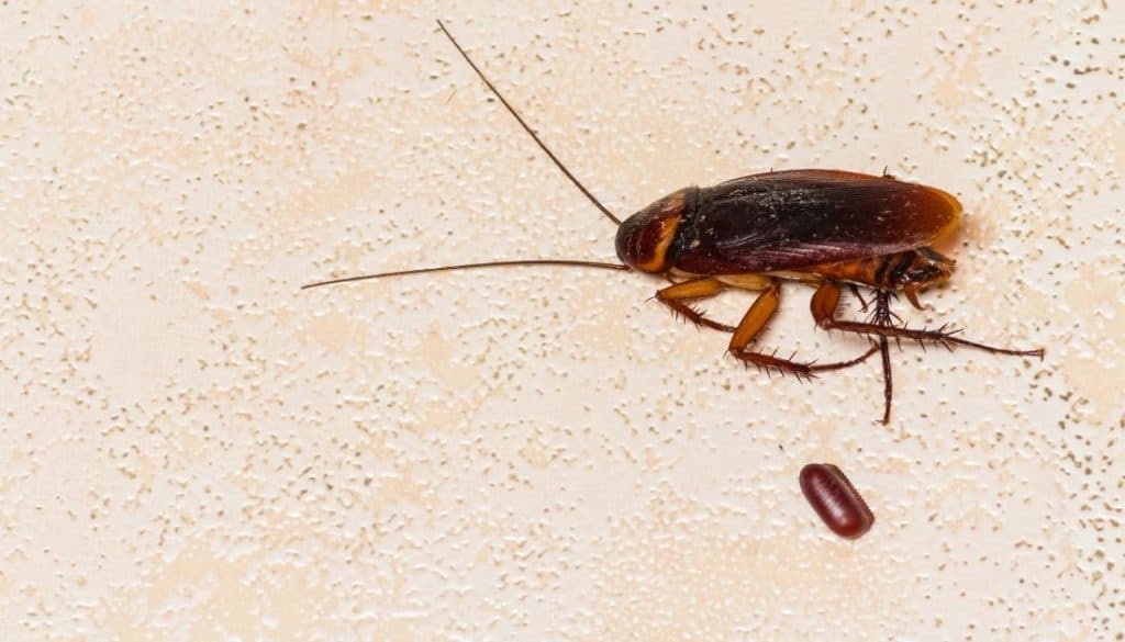 What Does Roach Poop Looks Like? And Why You MUST Know