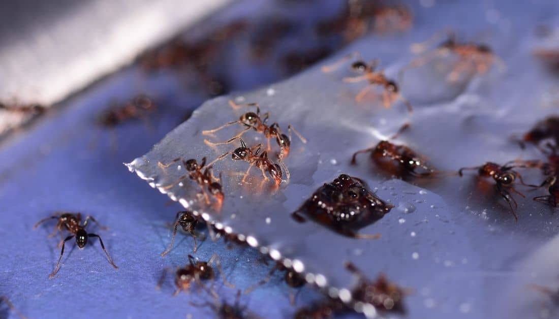 3 Easy Ways To Get Rid Of Ants In Laptop At Home