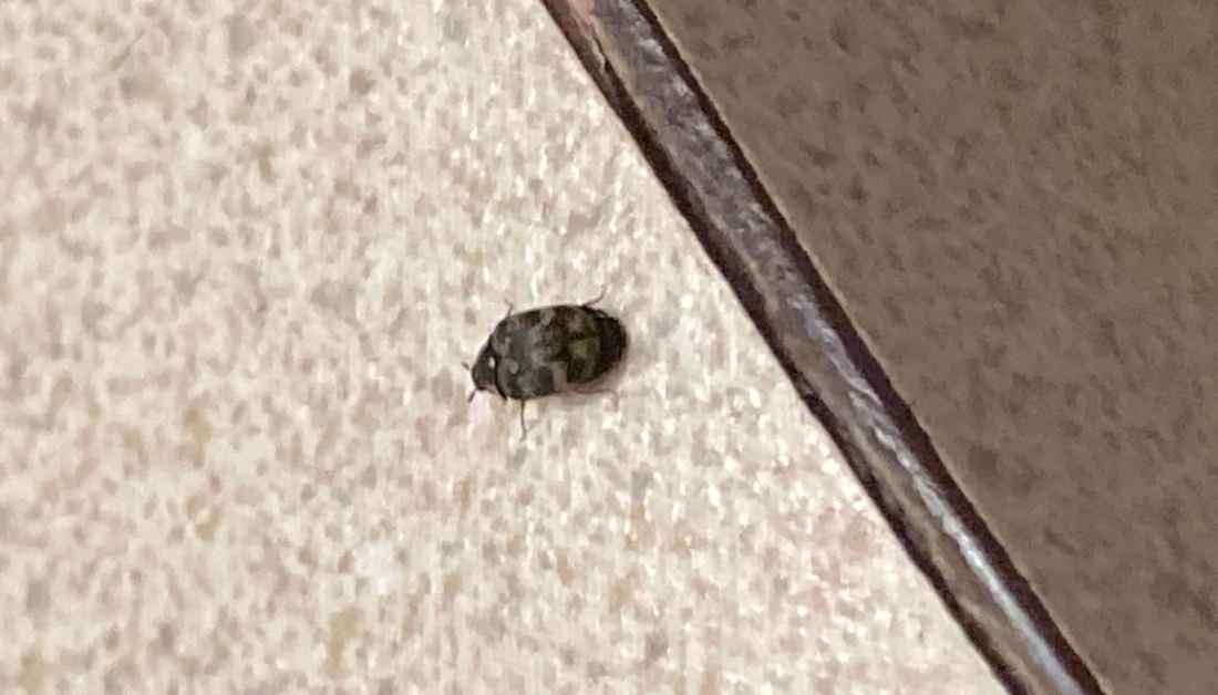 10 Tiny Black Bugs In Florida Homes No One Talks About
