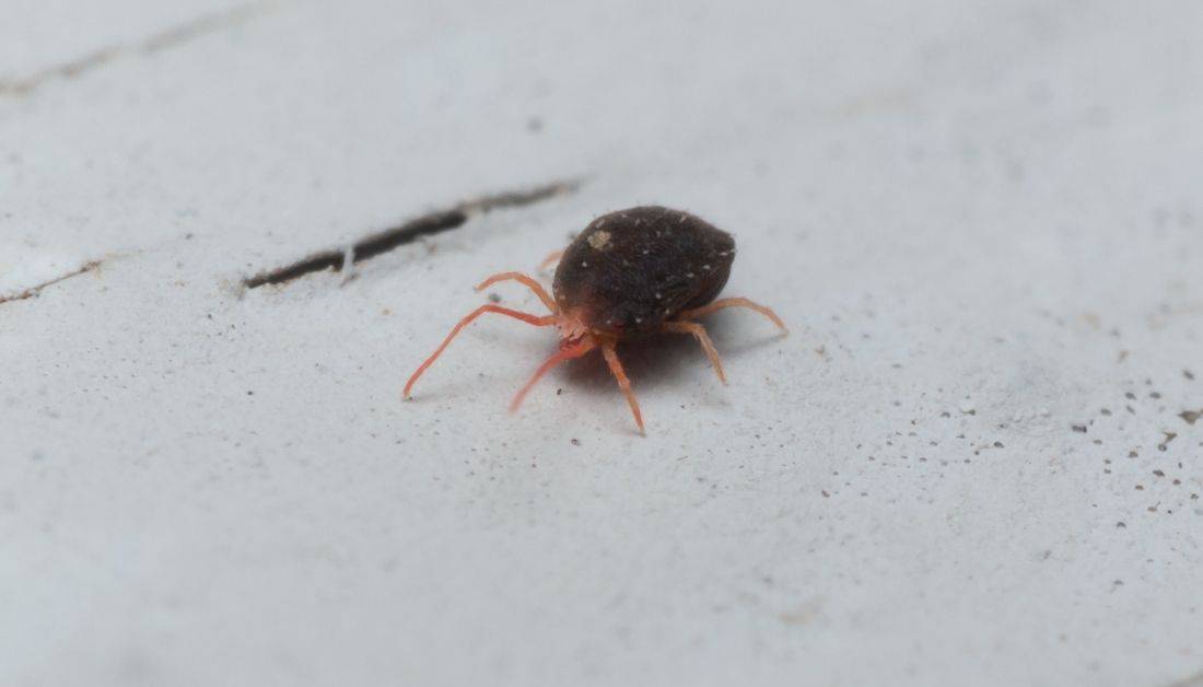 5 EASY Steps To Get Rid Of Mites On Furniture