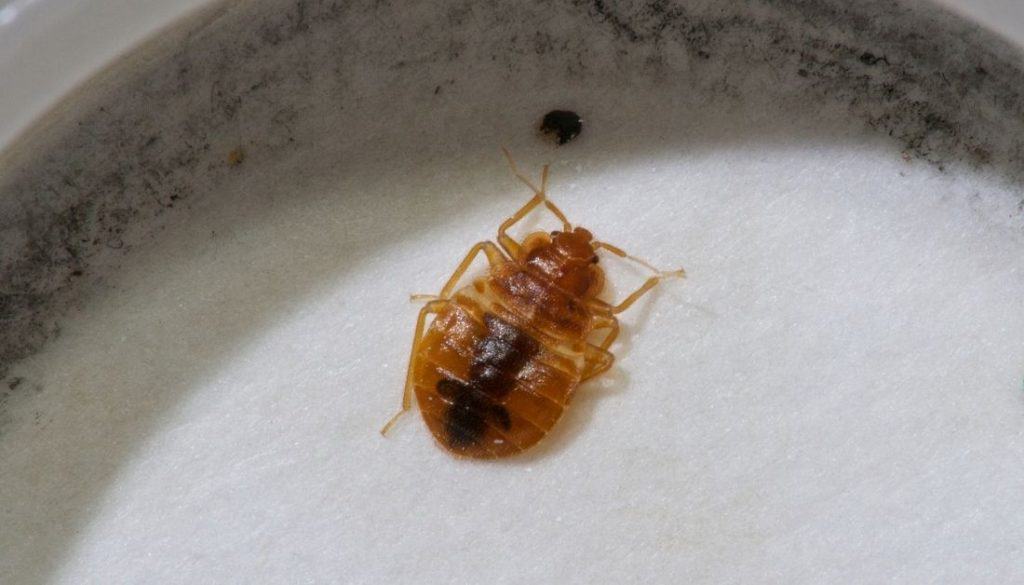 Bed bug in a bed bug interceptor