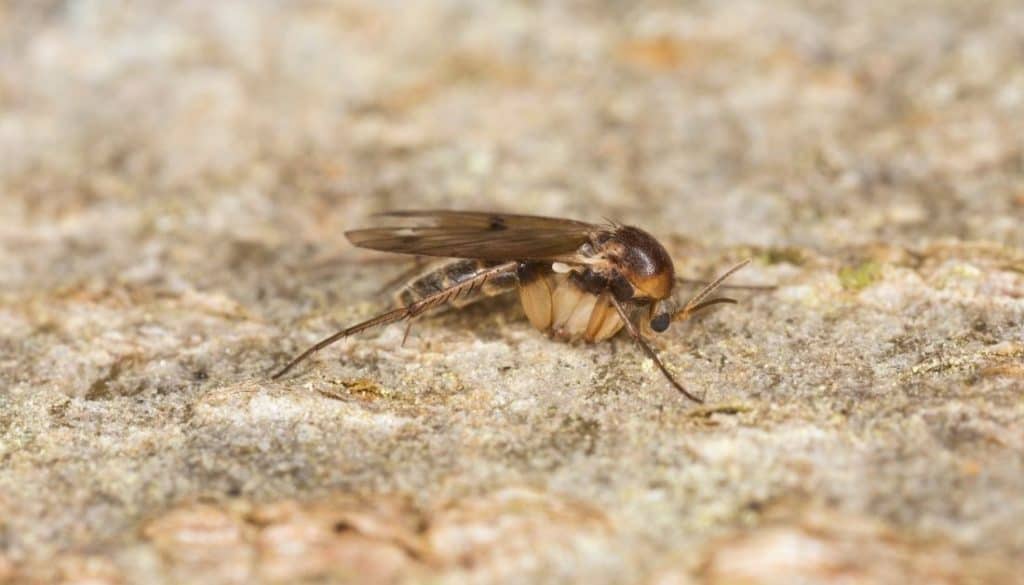 Does epsom salt kill fungus gnats