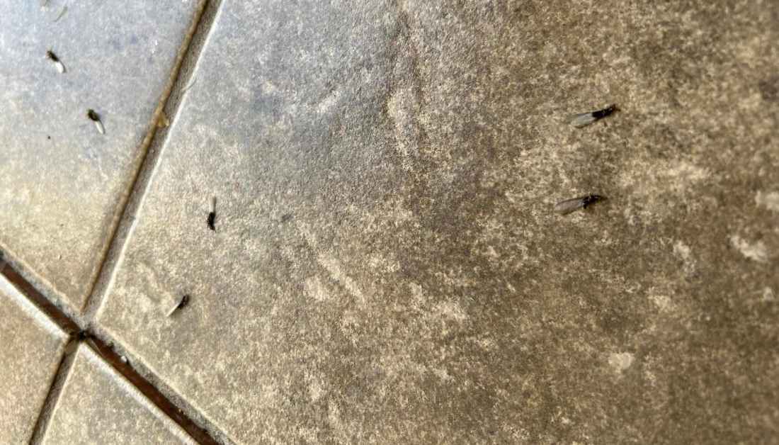 8 Odd Small Black Flying Bugs In The House (Not Fruit Flies)