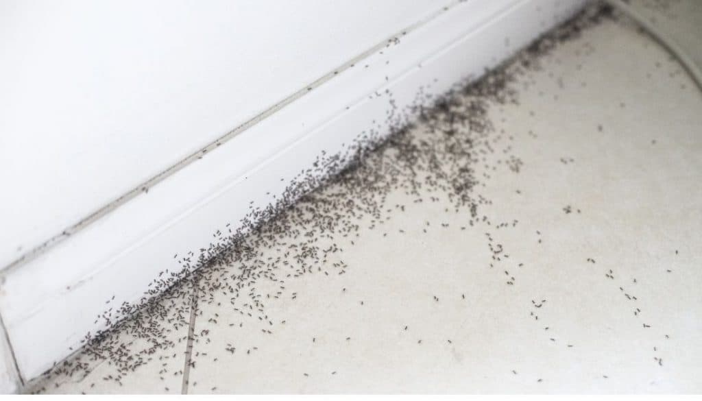 how to get rid of ants in a bedroom