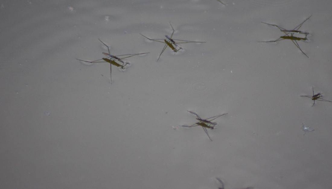 10 Types Of Swimming Pool Bugs And 7 Steps To Get Rid Of Them