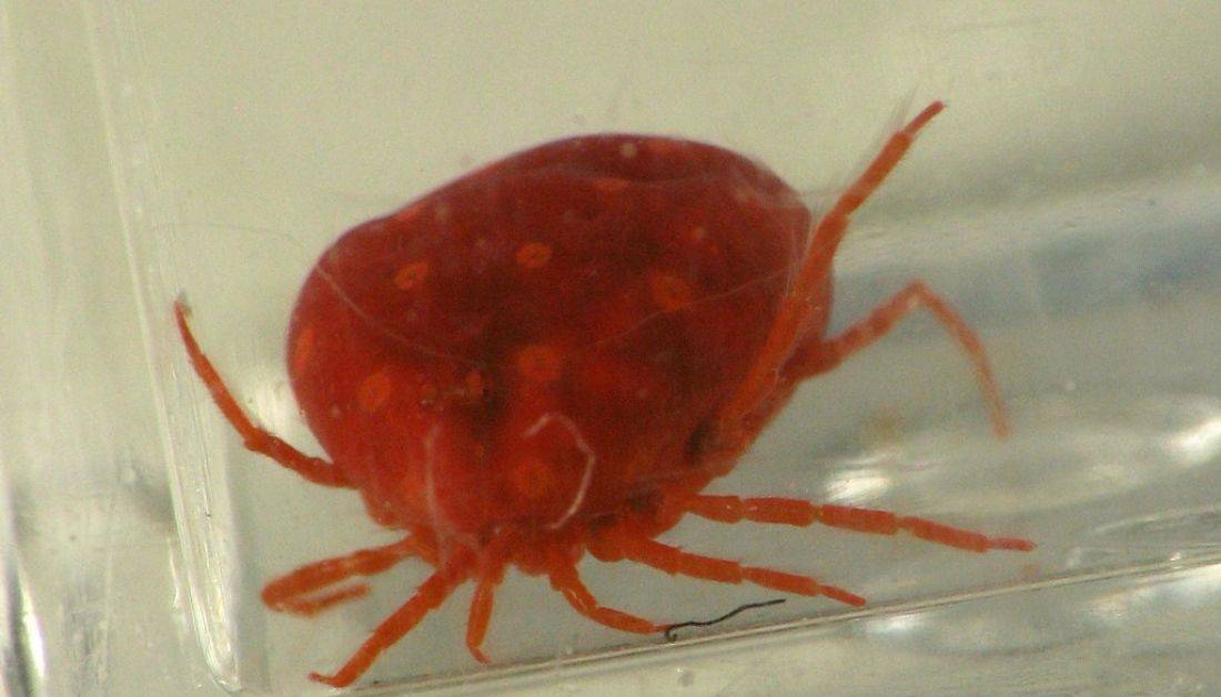 10 Types Of Swimming Pool Bugs And 7 Steps To Get Rid Of Them