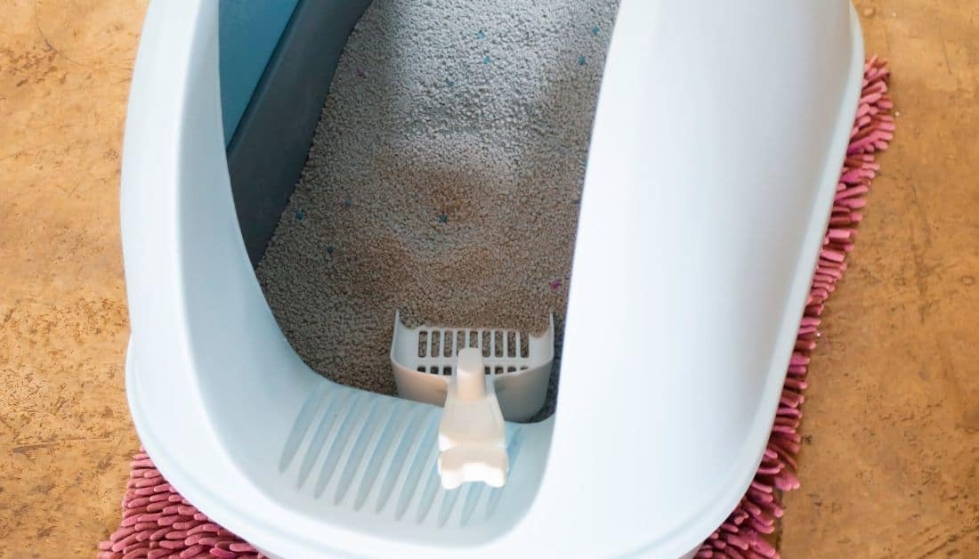 Eliminate Bugs In Litter Box [Forever] In 8 Easy Steps