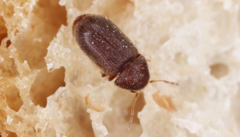 Drugstore beetle