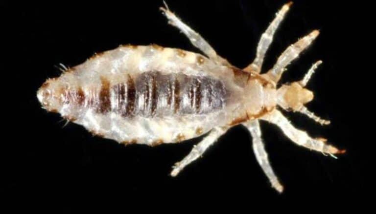 Body Less Bug 18 Bizarre Tiny White Bugs That Look Like Dust And Lint