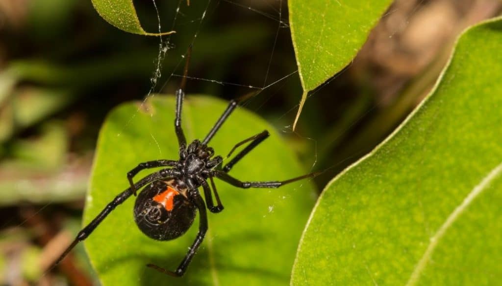 How to get rid of black widow spiders in yard garden