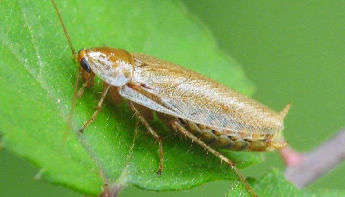 Wood Roach Vs. Cockroach 2 Major Differences