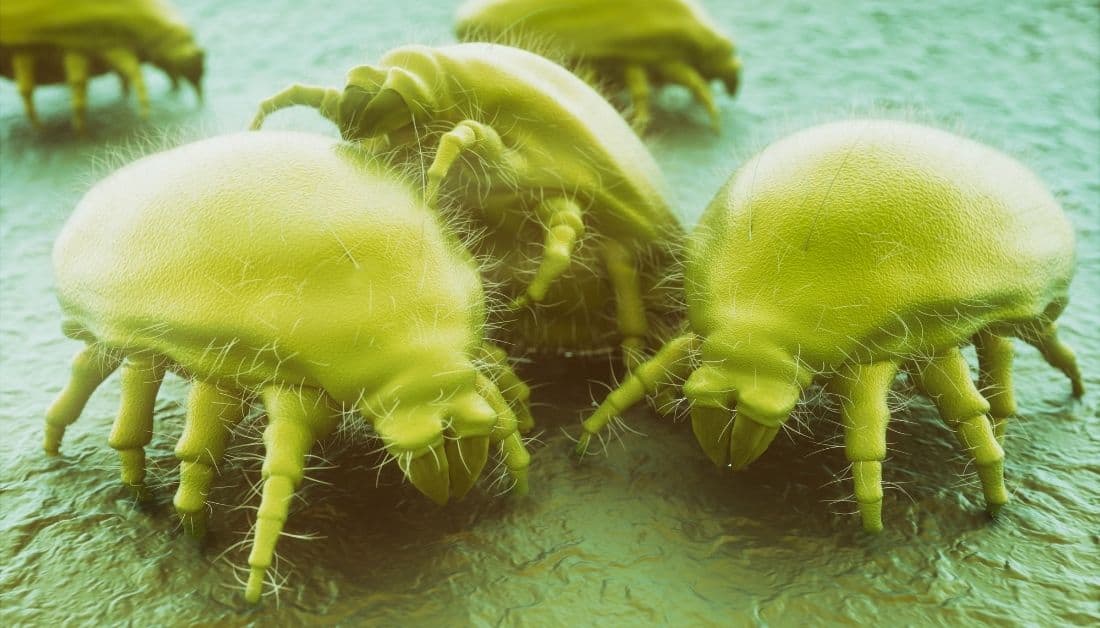 Little White Bugs In Bedroom   Tiny White Bugs That Look Like Dust Dust Mites 