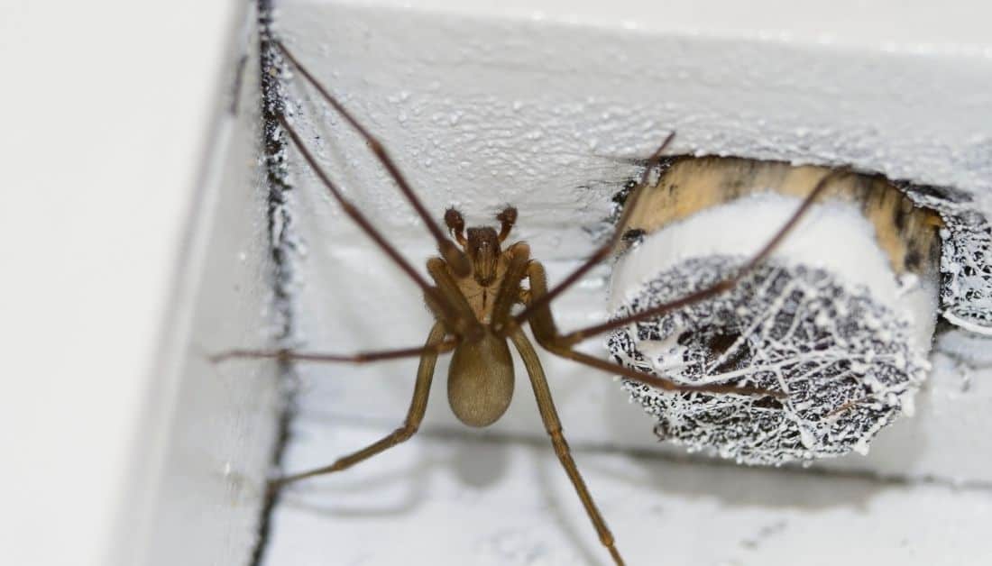 If You Find One Brown Recluse Are There More? Yes, But..