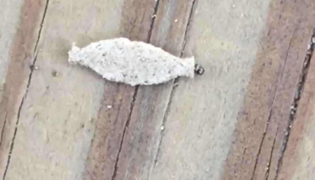 18 Bizarre Tiny White Bugs That Look Like Dust And Lint