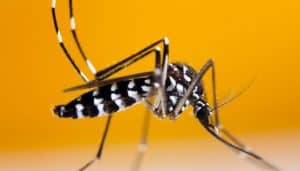 Texas Biting Insects 19 Common House Bugs In Texas In 2021