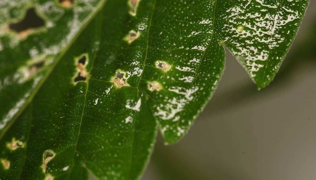 4 Early Signs Of Spider Mites That You're Ignoring