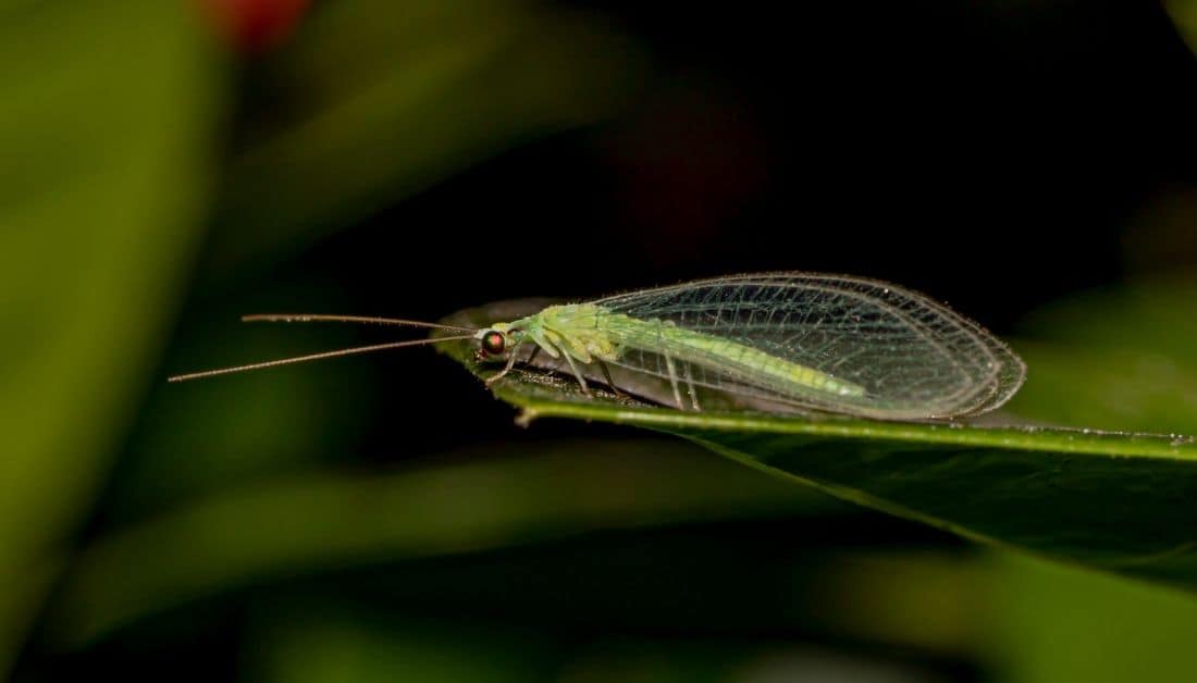 3 Winged Bugs That Look Like Flying Termites