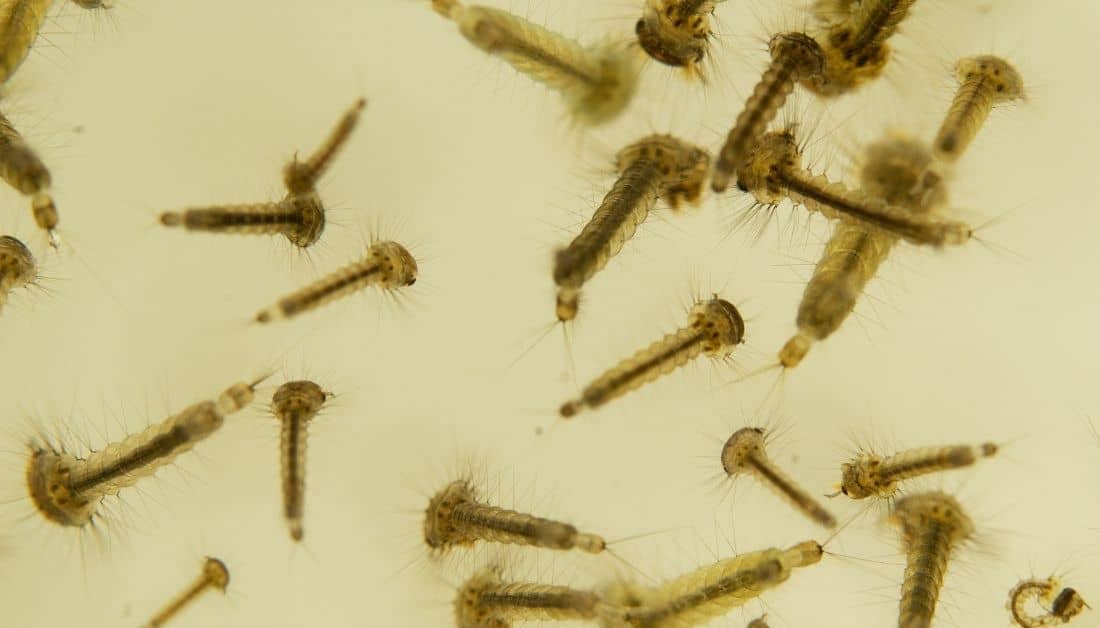 Destroy Mosquito Eggs In Pool In 8 Easy Steps