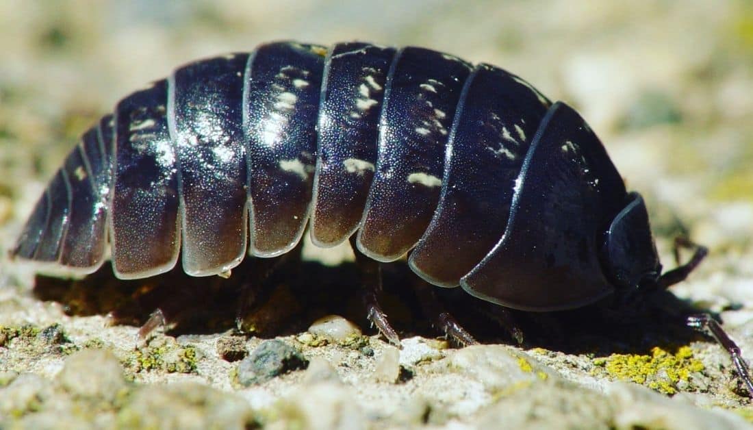 Pill Bugs In The House? The 1 Bug Mystery Explained