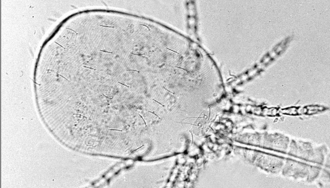 7 Bugs That Bite In Clusters [Picture Included]