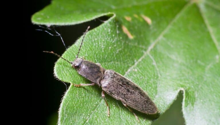 5 Tiny Black Beetles In The House (And How To Quickly Get Rid Of Them