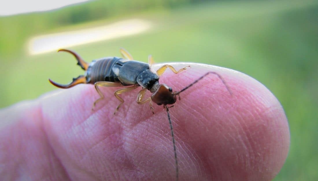 7 Long Skinny Black Bugs In House [One Looks Scary]