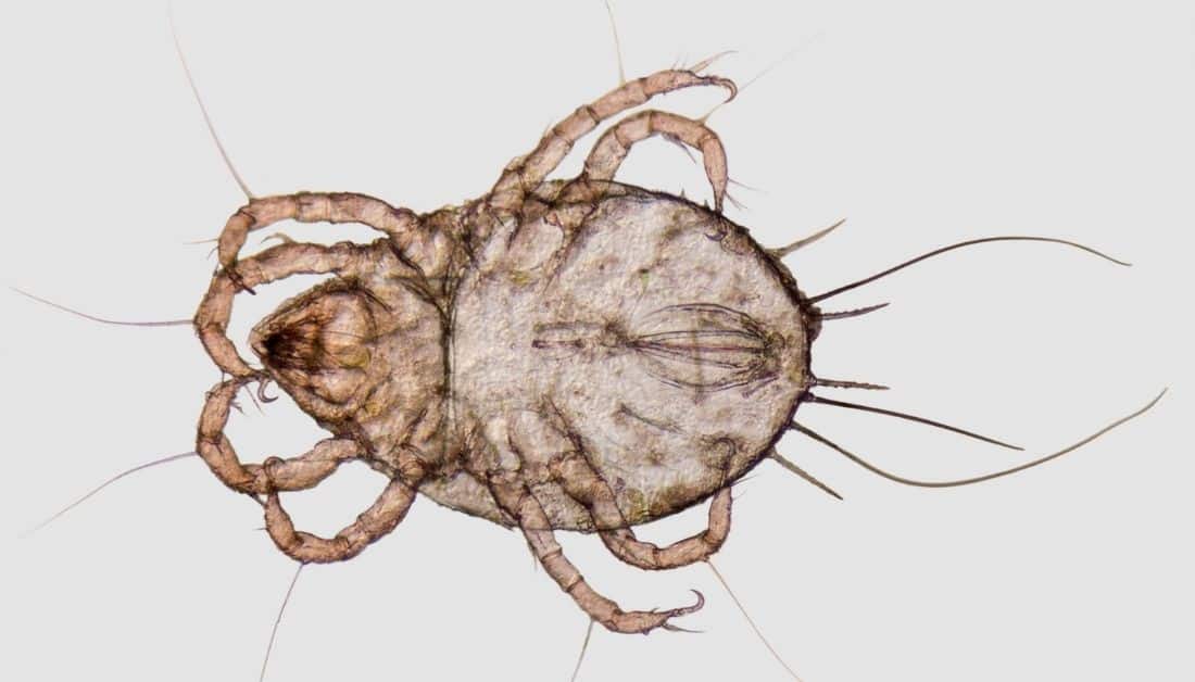 How Do Mites Get In Your House? Find Out The 4 Ways, Now