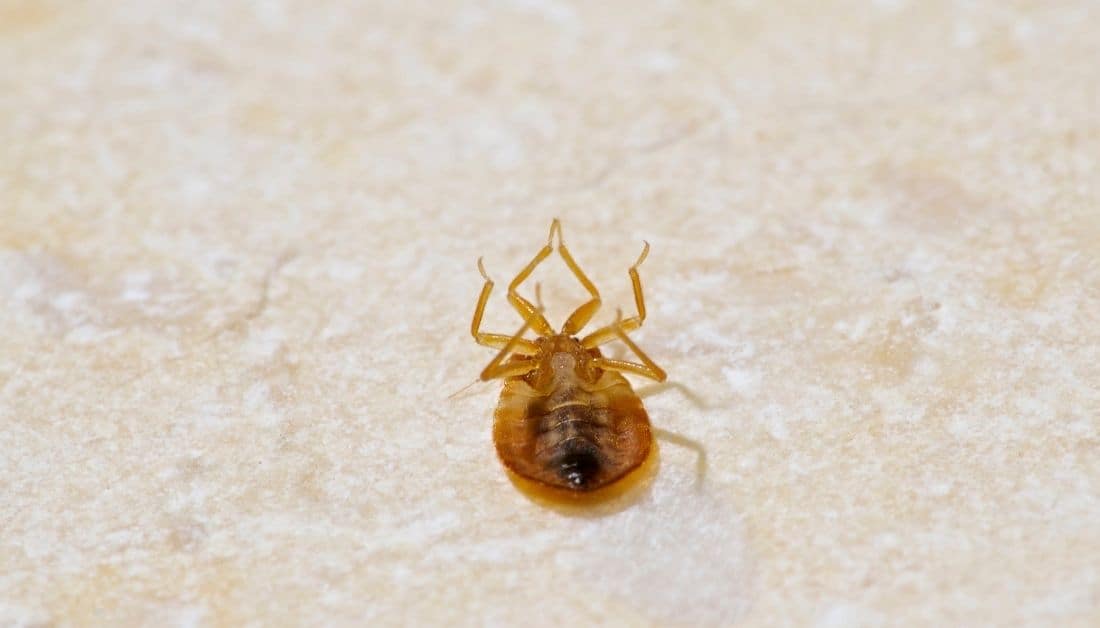 4 Signs of Bed Bugs In Carpets That You Can Easily Ignore