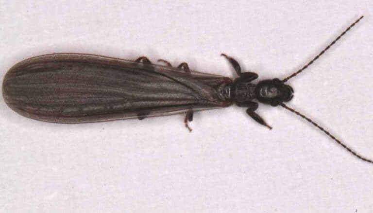 7 Long Skinny Black Bugs In House [One Looks Scary]