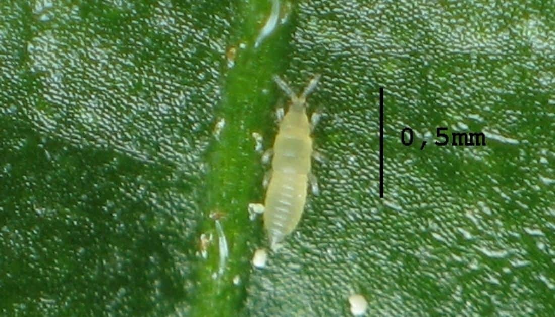 8 Deceptive Tiny Green Bugs That Bite (One Can Be Deadly)