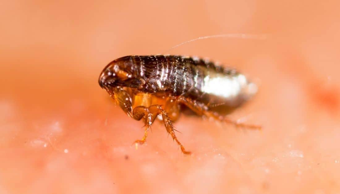 7 Tiny Bugs On Couch That Are Not Bed Bugs