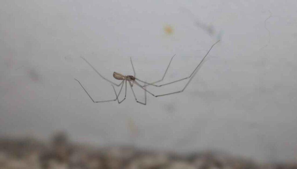 Cellar Spider In Bedroom