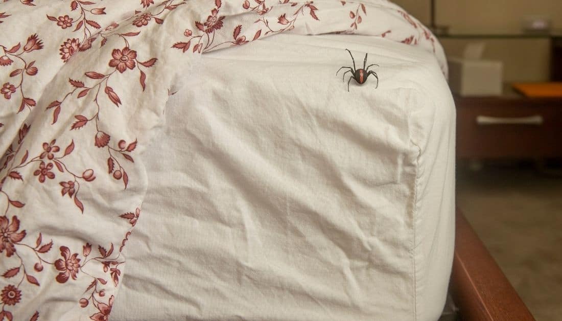 Little Spiders In Bed And How To (Safely)Get Rid Of Them