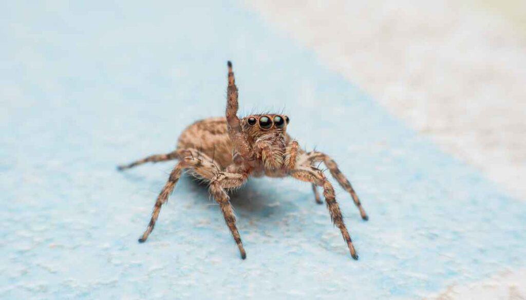 Jumping Spider In Bed