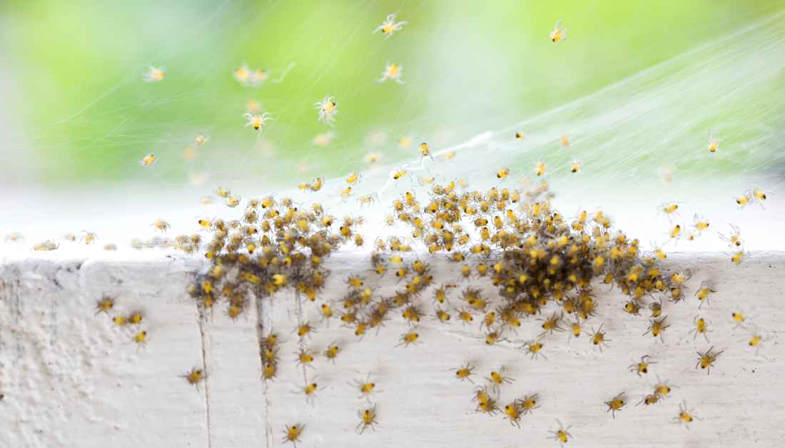 Little Spiders In Bed And How To (Safely)Get Rid Of Them