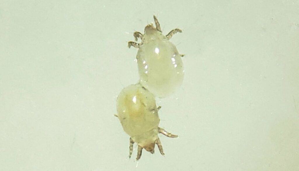 mites in bathroom sink