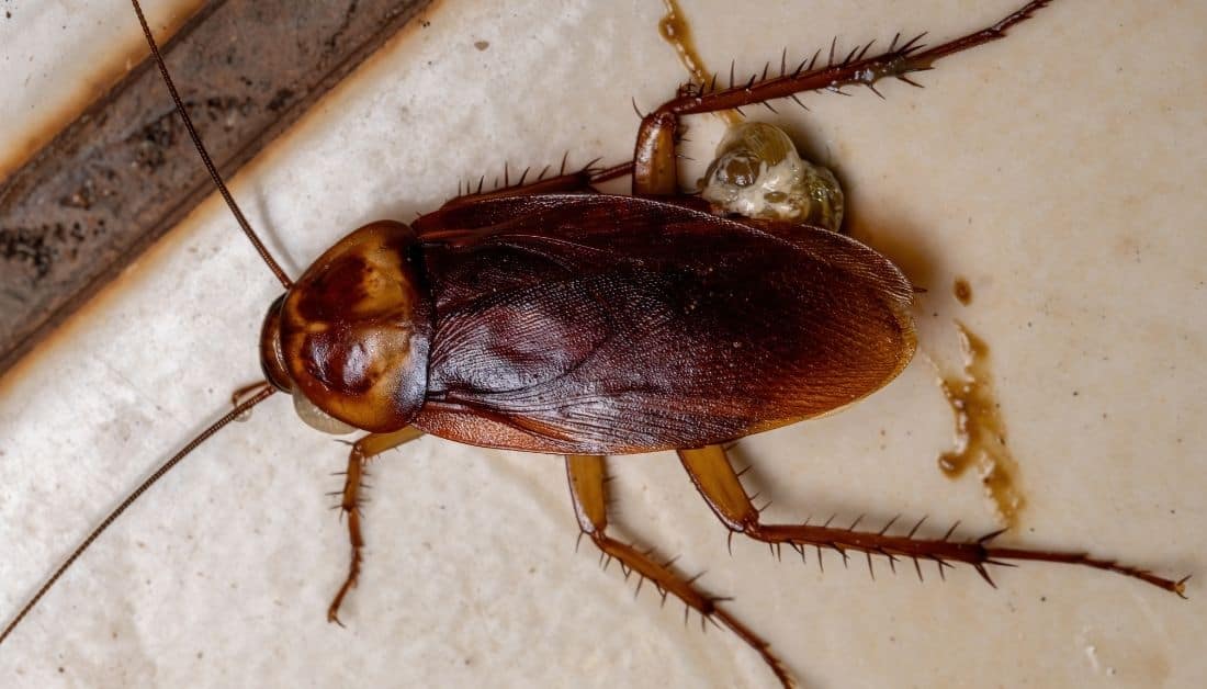 Do Roaches Like The Cold?