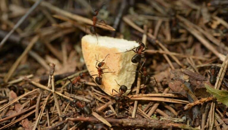 Random Ant Random Ants In The House But No Trail? Here's Why