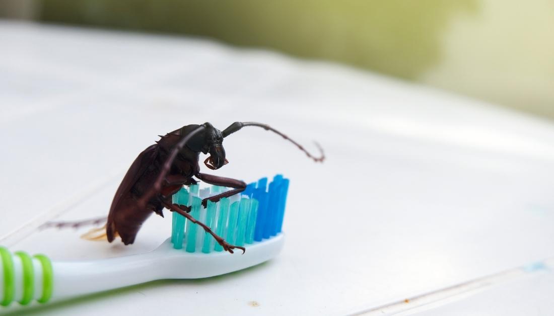 Do Roaches Like The Cold?