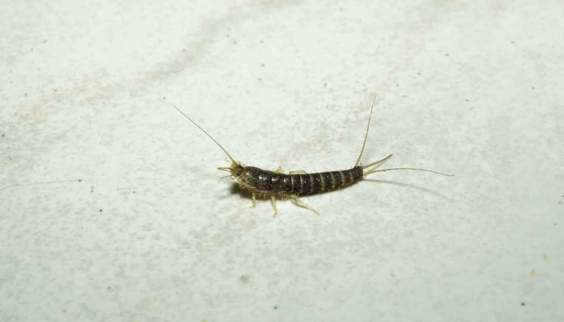 Eliminate Bugs In Litter Box [Forever] In 8 Easy Steps