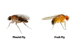 Phorid Flies Vs. Fruit Flies - 7 Differences No One Told